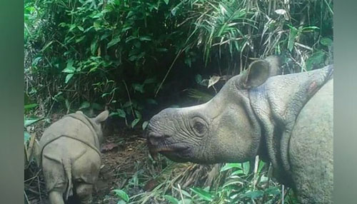 Two extremely rare Javan rhinoceros calves spotted in Indonesian park ...