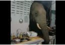 Elephant rummages through food in Thai family's kitchen