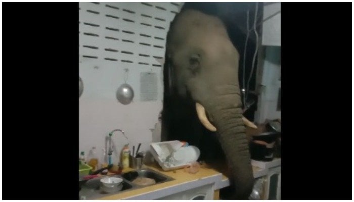 Elephant rummages through food in Thai family's kitchen