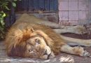 Lion dies of old age at Karachi Zoo