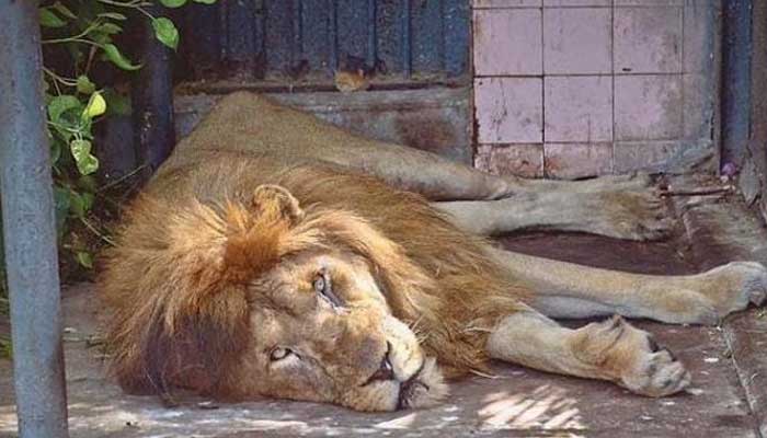 Lion dies of old age at Karachi Zoo