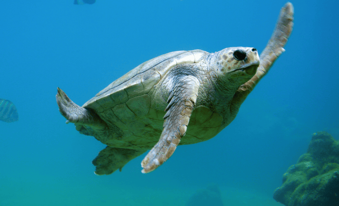 Pakistan: Green turtles facing extinction due to diesel smuggling