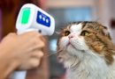 Study shows covid-19 prevalent in cats and dogs