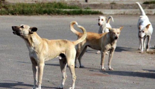 Dog bites three including lady doctor inside Karachi's Civil Hospital -  Pakistan Observer