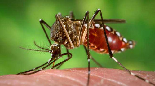 Dengue cases reduce with shifting weather