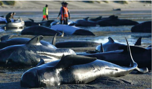 About 200 pilot whales perish on Australian beach - Pakistan Observer