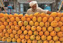 mango exporters