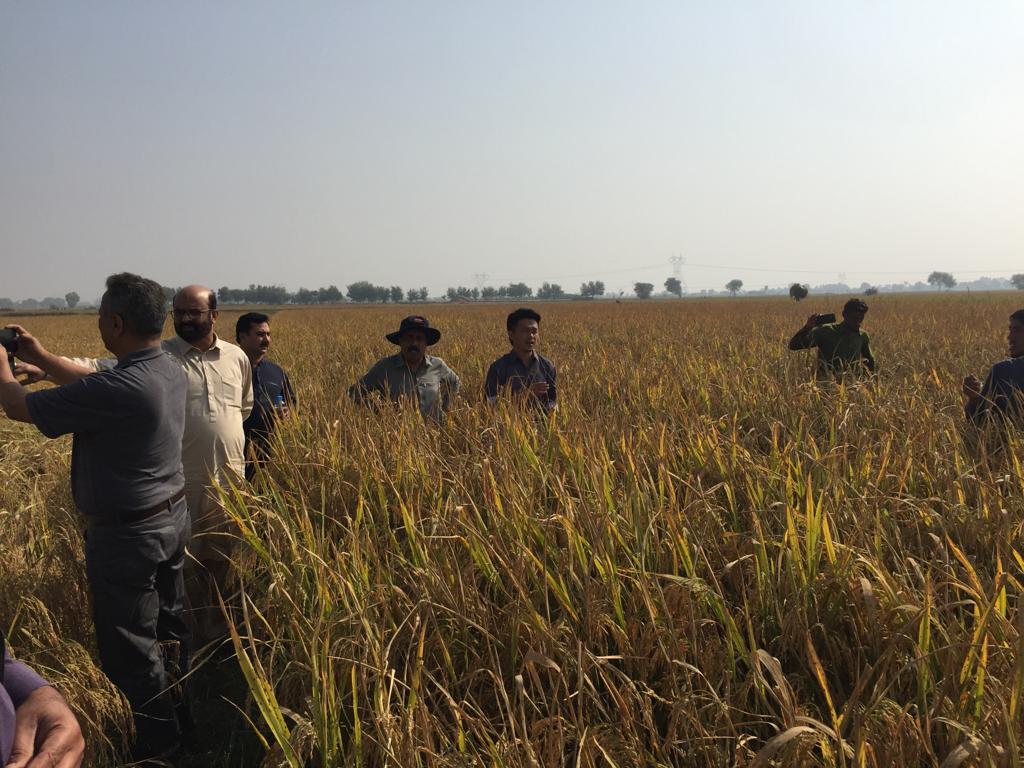 Pakistan gets heat-tolerant, high-yield hybrid rice variety