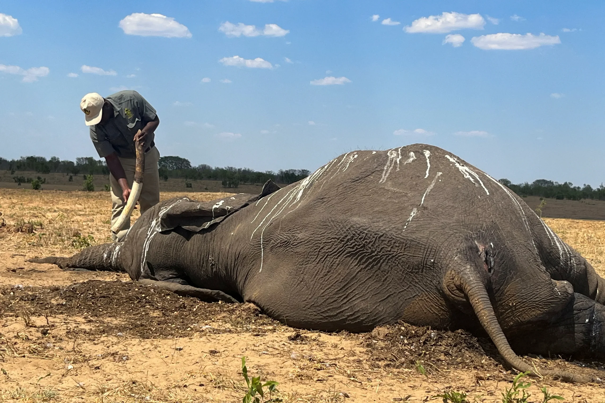 Dozens of Zimbabwe elephants die as climate change dries up park