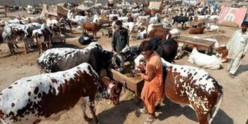 Karachi’s Eid-ul Adha 2024 Cattle Market Locations and Dates Announced