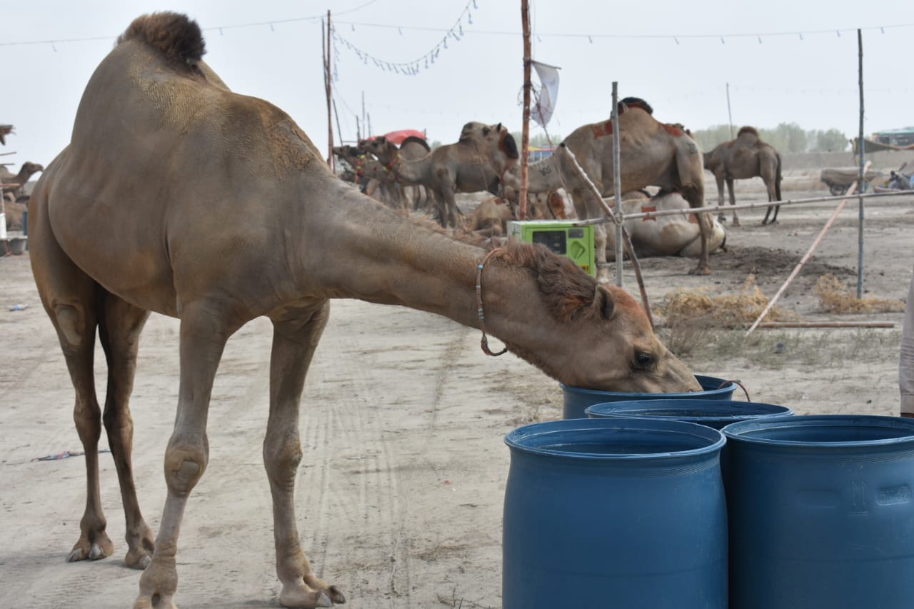 Eid-ul-Azha 2024: Over 400 camels arrive at Karachi’s cattle market ...