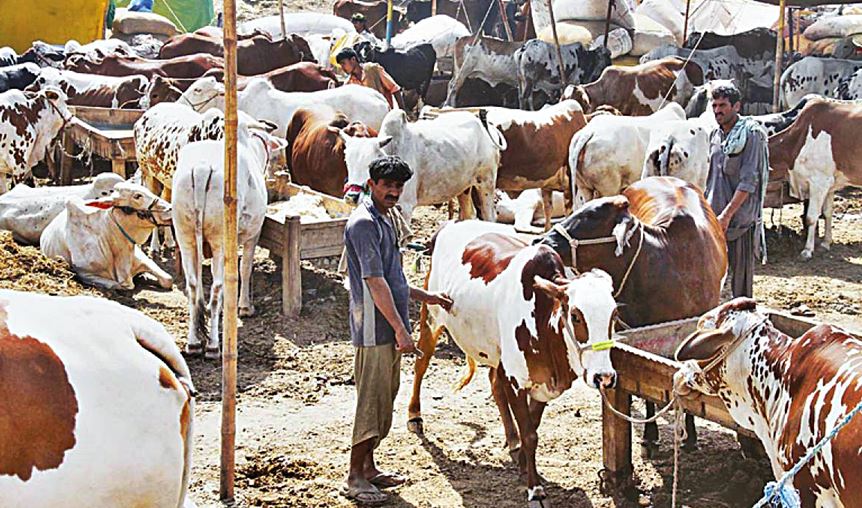 Islamabad's Cattle Market Locations announced for Eid-ul Adha 2024 – Pakistan Observer