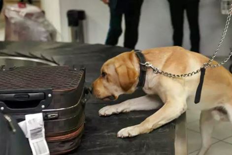 ANF ​​sniffer dog shot dead in tragic incident at Karachi airport