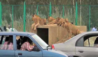 Lahore Safari Zoo Announces New Timings From October 1