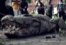 7 Foot Crocodile Saved In Kasur In Landmark Achievement For Wildlife Conservation