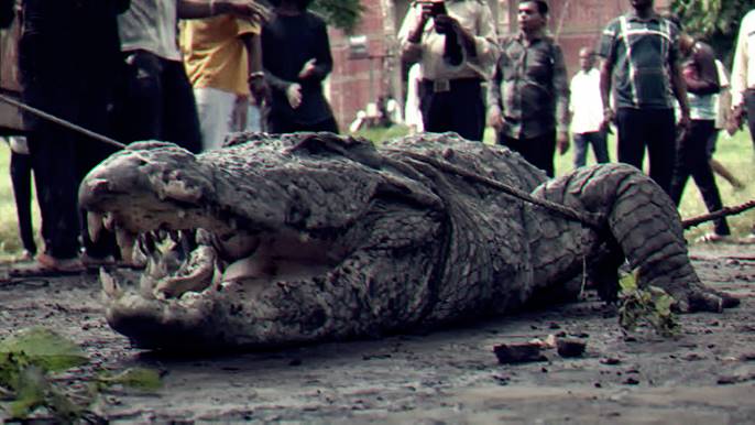 7 Foot Crocodile Saved In Kasur In Landmark Achievement For Wildlife Conservation