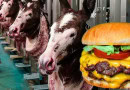 Pakistani Donkey Meat To Add Flavor To Chinas Burger Menus Soon Report