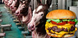 Pakistani Donkey Meat To Add Flavor To Chinas Burger Menus Soon Report