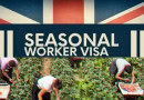 Uk Seasonal Worker Visa With 43000 Positions Available Check Eligibility