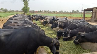 Free Cows Buffaloes And Goats Scheme In Punjab Registration Opens Now