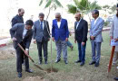 Commissioner Tree Plantation