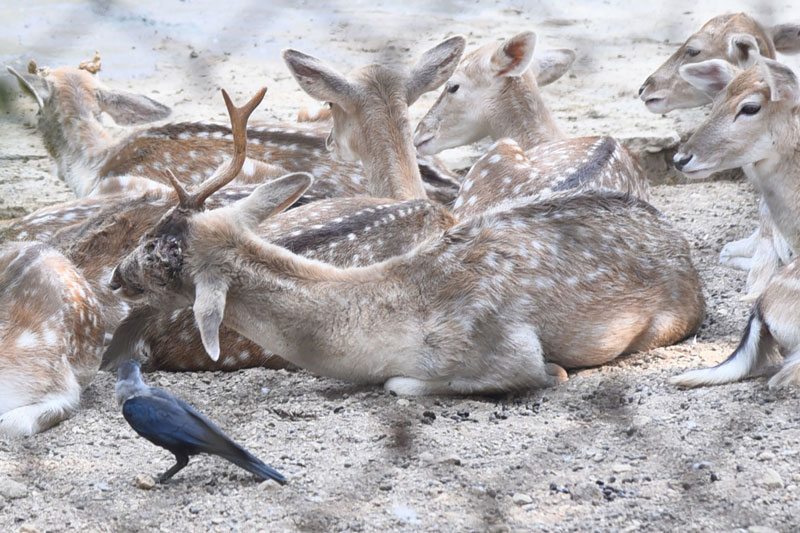 Deer At Karachi Zoo With Broken Antlers (1)