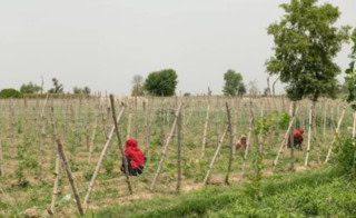 Climate Smart Irrigation Driving Economic Gains For Women And Water Conservation