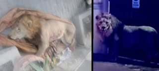 Pet Lion Shot Dead After Escaping Cage And Attacking People In Lahore