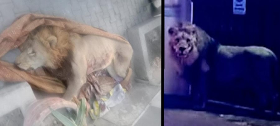 Pet Lion Shot Dead After Escaping Cage And Attacking People In Lahore