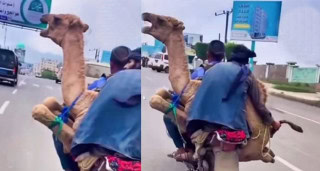 Watch Camel Transported On Bike In Shocking Viral Video