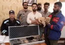 Lahore Court Awards Punishment To Rajab Butt In Lion Cub Case