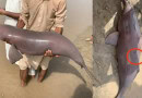 Punjab Rescues Five Blind Indus Dolphin Calves