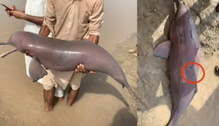 Punjab Rescues Five Blind Indus Dolphin Calves