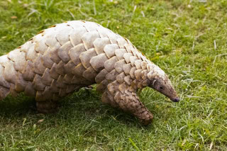 Immediate Action Urged To Save Endangered Pangolins In Pakistan