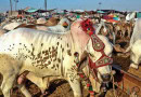 Karachis Eid Ul Azha 2025 Cattle Market Locations And Dates Revealed Full Details Here