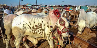 Karachis Eid Ul Azha 2025 Cattle Market Locations And Dates Revealed Full Details Here