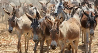 Pakistans Donkey Population Tops 6 Million Amid Livestock Growth