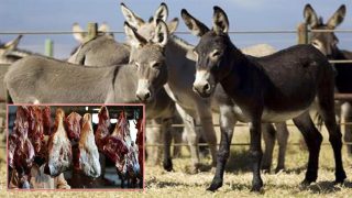 Donkey Meat Hits Kp Markets After Stirring Panic In Islamabad