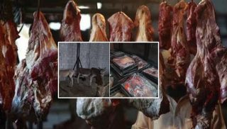 Islamabad Residents Eating Donkey Meat 1000 Kg Meat Seized In Shocking Raid