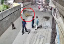 Two Children Among 3 Injured In Lion Attack In Lahore