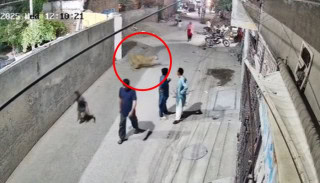 Two Children Among 3 Injured In Lion Attack In Lahore
