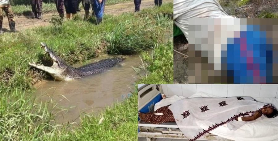 Crocodile Attacks Woman At Sukkurs Nara Canal Leaves Her Critically Injured