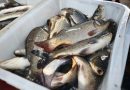 Pakistan Granted Long Term Permission To Export Fish To Us
