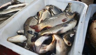 Pakistan Granted Long Term Permission To Export Fish To Us