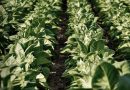 Ptc Calls For Urgent Ptb Action On Surplus Tobacco To Safeguard Growers