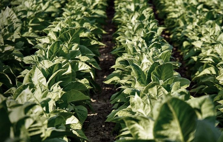 Ptc Calls For Urgent Ptb Action On Surplus Tobacco To Safeguard Growers