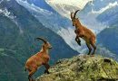 Markhor Hunting Permit Auctioned For Highest Ever Price Of 70000 In Gilgit Baltistan
