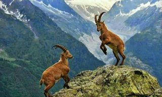 Markhor Hunting Permit Auctioned For Highest Ever Price Of 70000 In Gilgit Baltistan