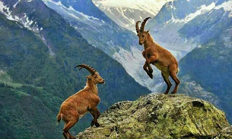 Markhor Hunting Permit Auctioned For Highest Ever Price Of 70000 In Gilgit Baltistan