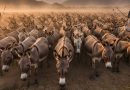 Pakistan To Become Global Donkey Hub With Massive Chinese Investment